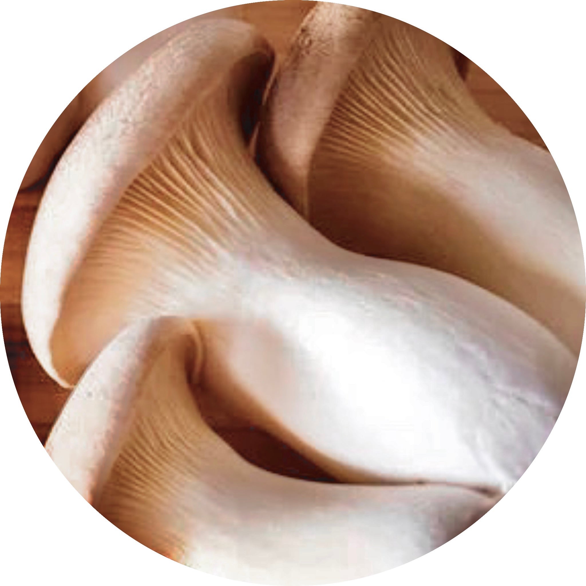 king trumpet mushroom